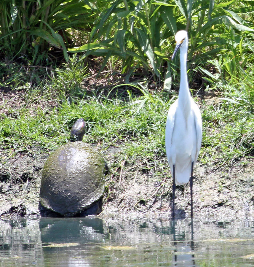 Egret Photograph - Egret and turtle by Roselyn Pierce