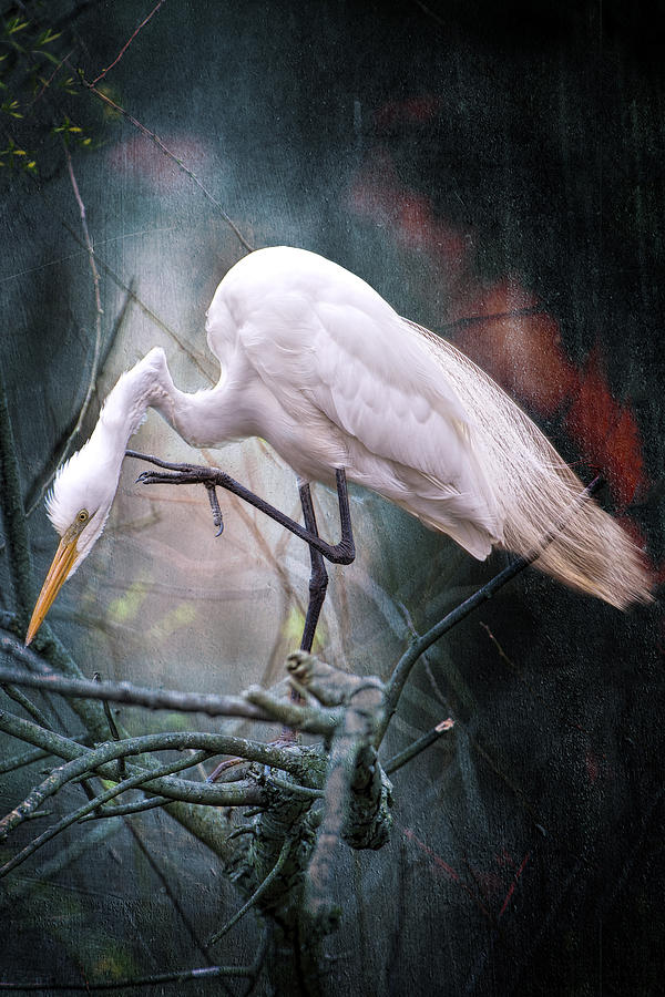 Egret at Avery Island Photograph by Bonnie Barry