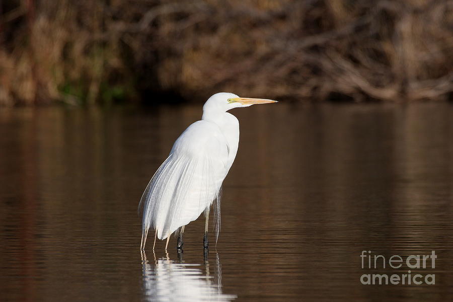 Egret at daybreak Photograph by Ruth Jolly