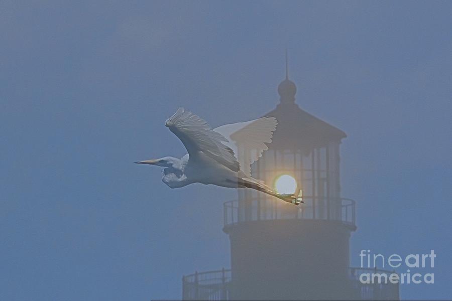 Egret at Hatteras Photograph by Cathy Lindsey