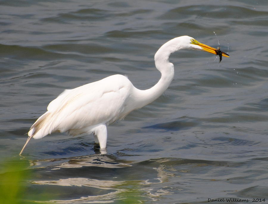 Egret at lunch Photograph by Dan Williams
