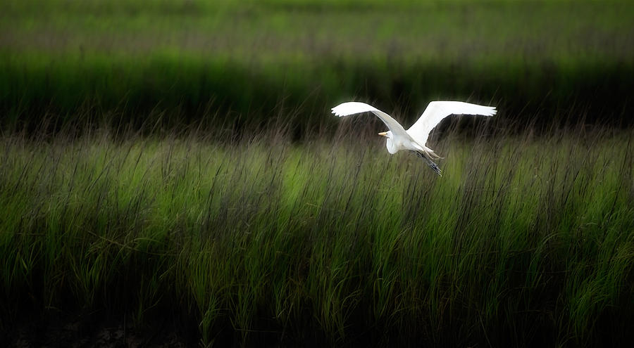 Egret at Pawleys Island Photograph by Frank Bright
