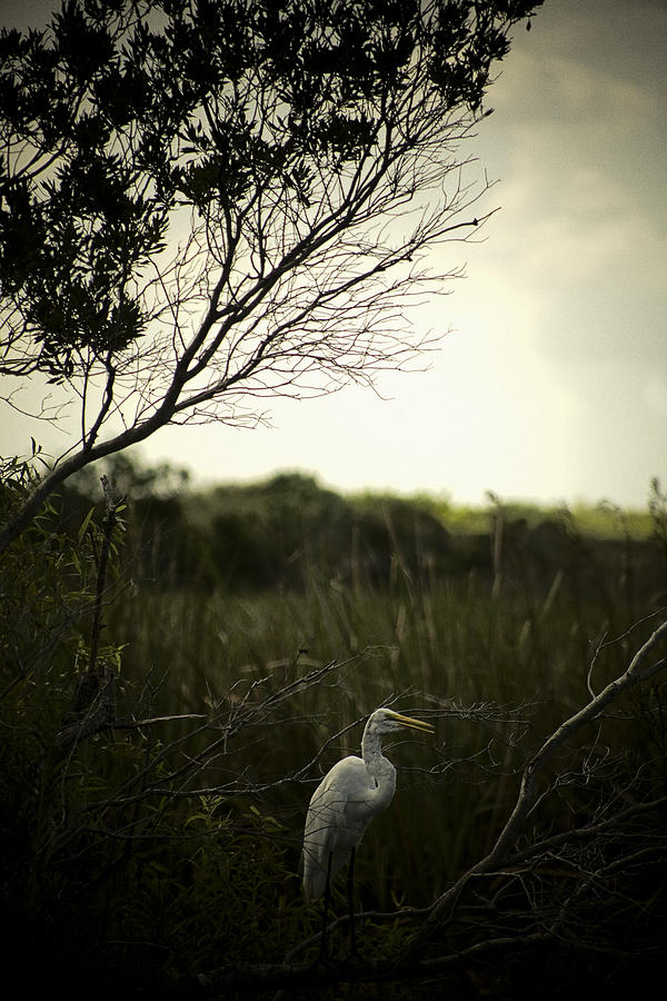 Egret At Sunset Photograph by Bradley R Youngberg