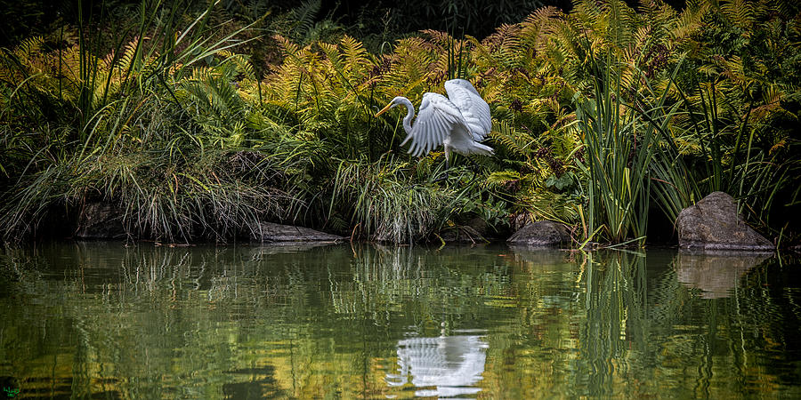 Egret At The Lake Photograph by Chris Lord