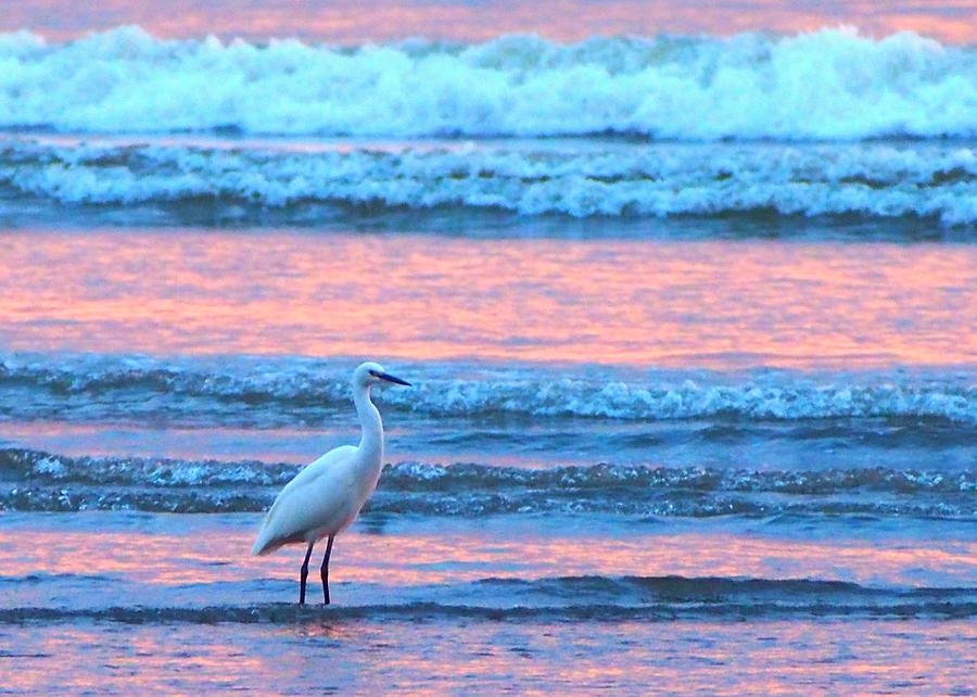 Egret At The Sunset Beach Photograph by Eriko Shinozuka