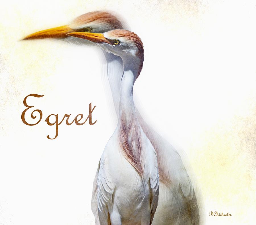 Egret Painting - Egret by Barbara Chichester