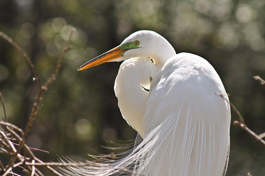Egret Beauty Photograph by Jessica Brown
