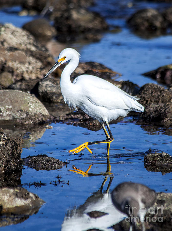 Egret Bird Careful One Step At A Time Photograph by Jerry Cowart