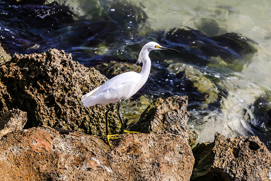 Egret Photograph by Chris Smith