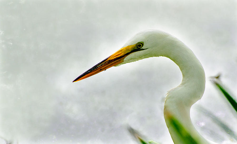 Egret close-up Photograph by John Johnson