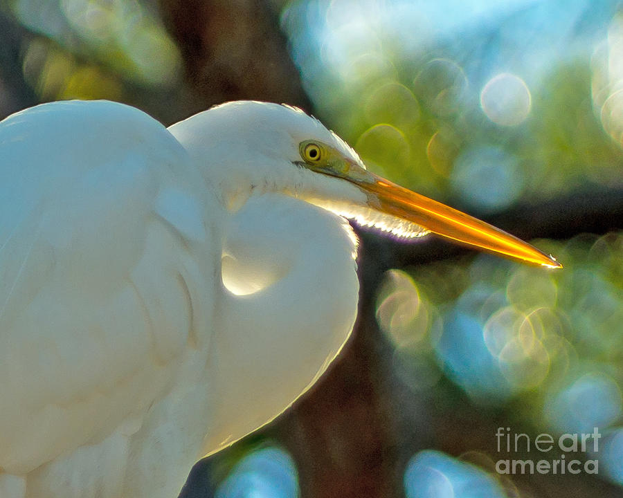 Egret Closeup Photograph by Stephen Whalen