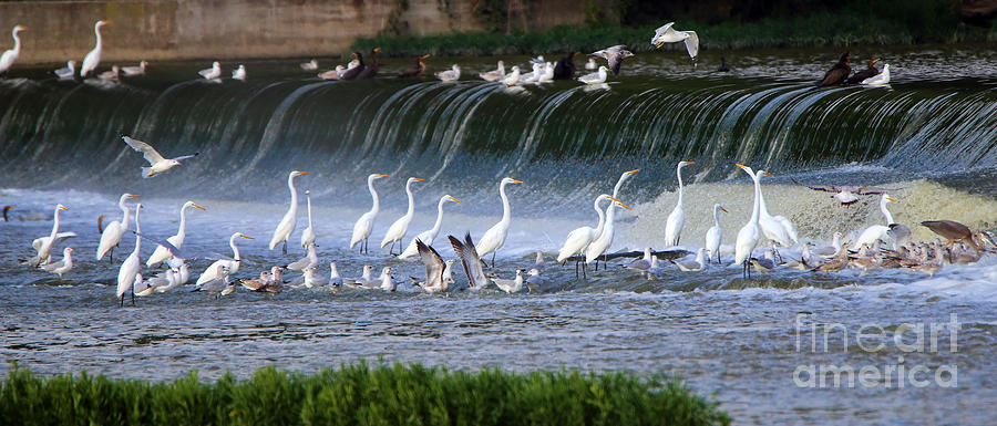 Egret Convention at the Falls 5245 Photograph by Jack Schultz