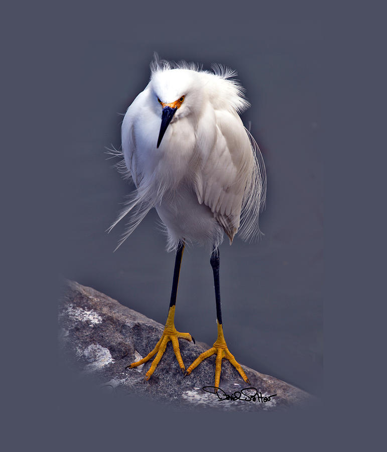 Snowy egret Photograph by David Salter - Fine Art America