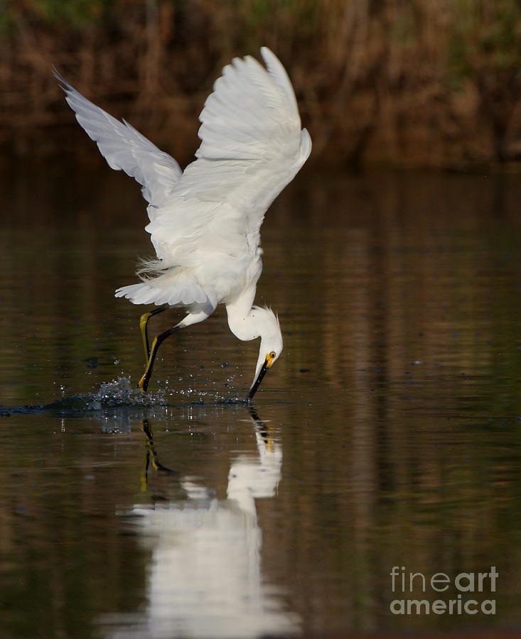 Egret Photograph - Egret diving for lunch by Ruth Jolly