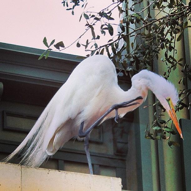 Egret Photograph - Egret #egret #bird #white by Lisa Thomas