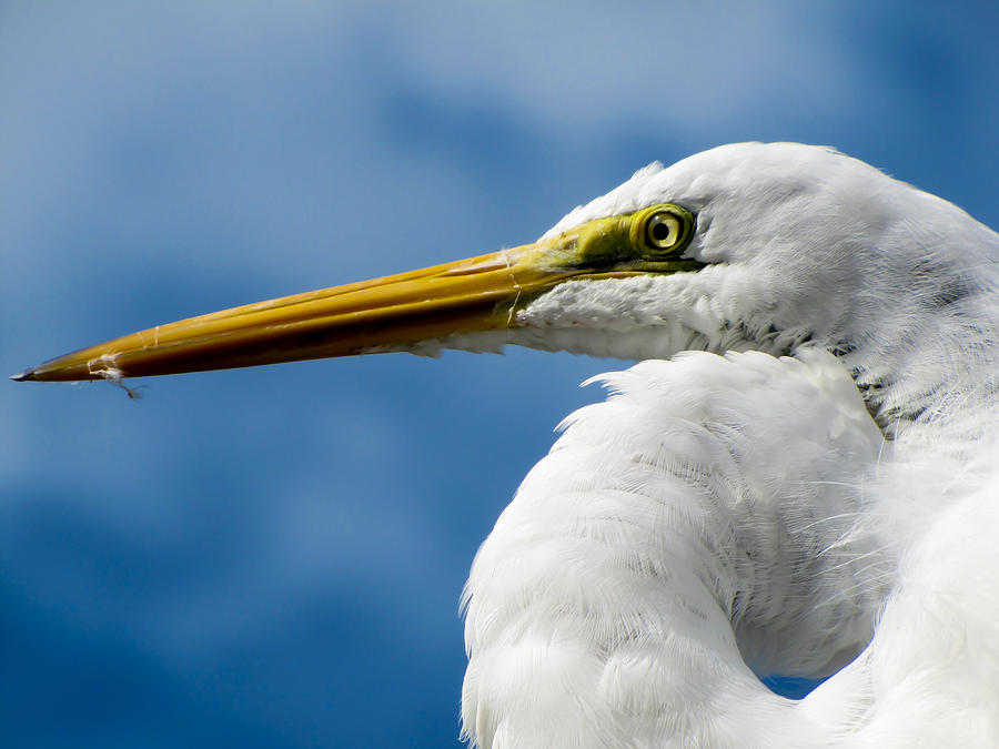 Egret Eye Photograph by J Havnen | Fine Art America