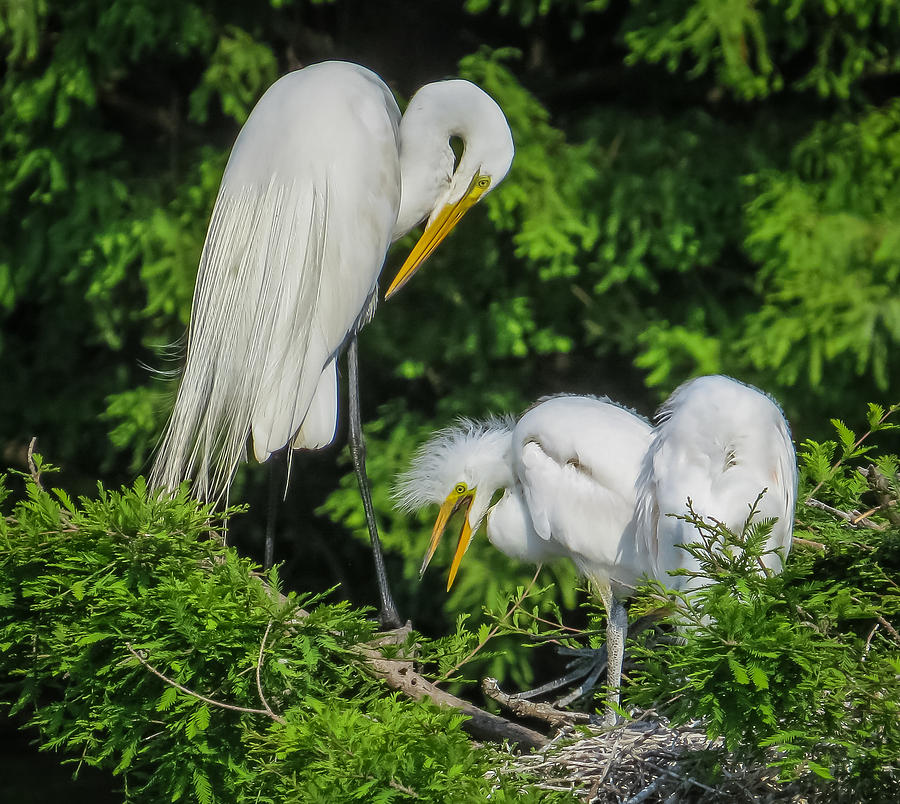 Egret family Photograph by Jane Luxton