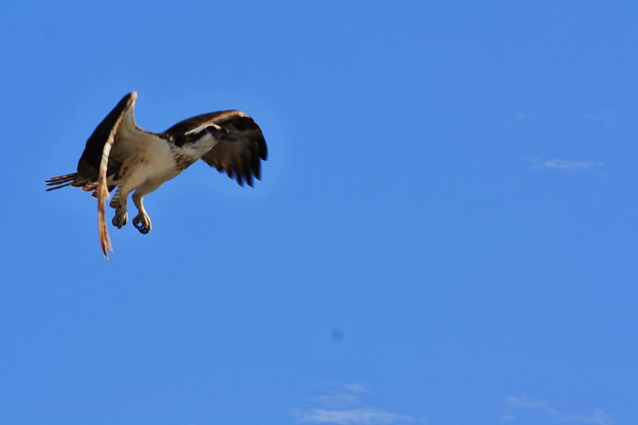 Osprey Flight Photograph