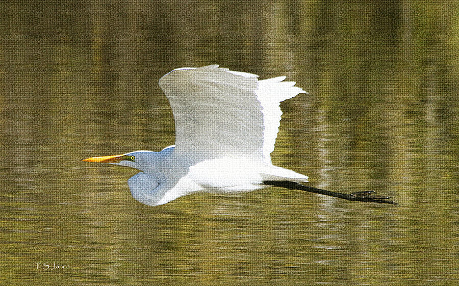Egret Fly-By Photograph by Tom Janca