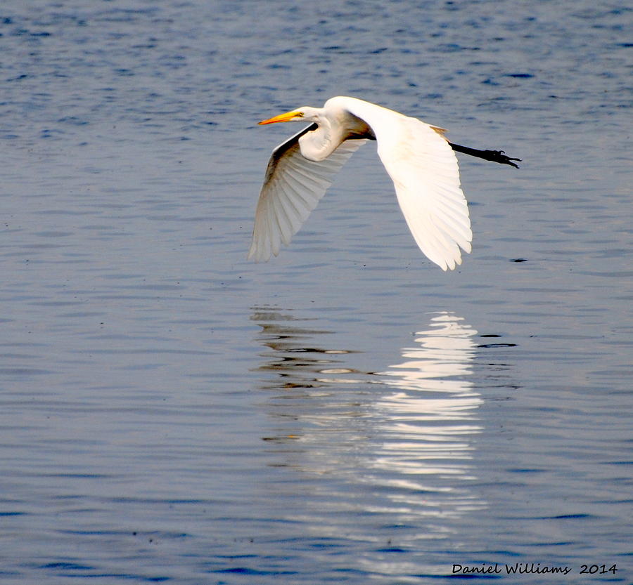 Egret Photograph - Egret flying at Harkers Island by Dan Williams