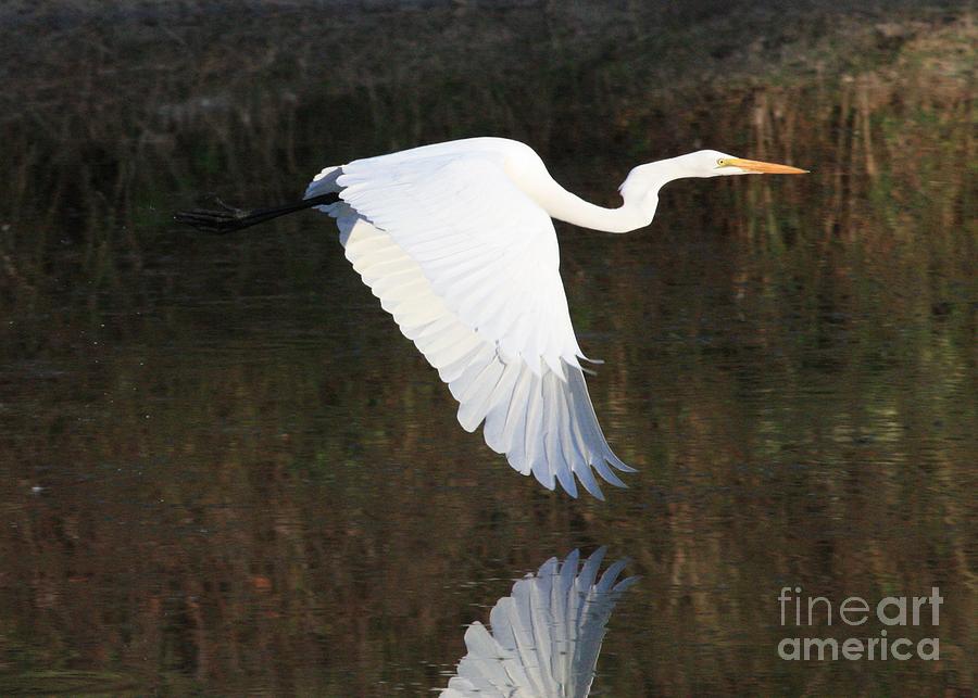 Egret Flying over the Pond Photograph by Carol Groenen