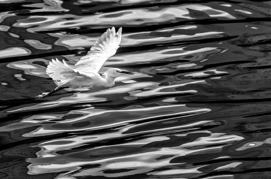 Balneario Camboriu Photograph - Egret flying by Jose Maciel Balneario Camboriu Photograph - Egret flying by Jose Maciel
