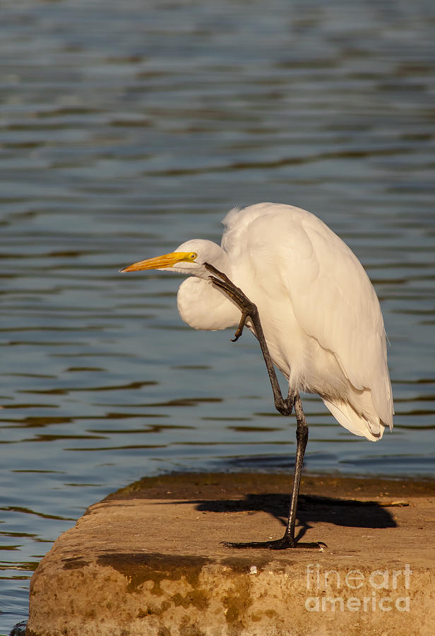 Egret Has A Thought Photograph by Robert Frederick