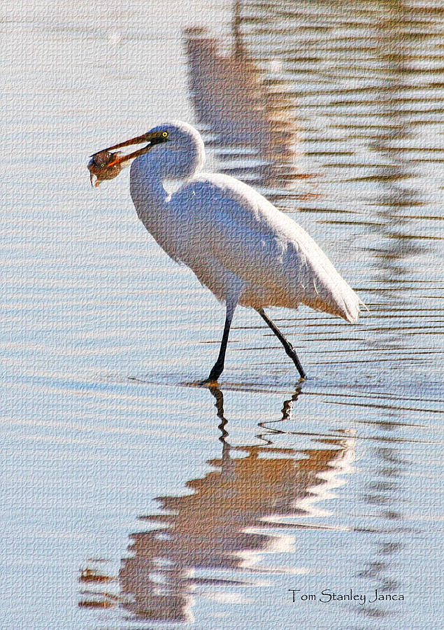 Egret Has Dinner Photograph by Tom Janca
