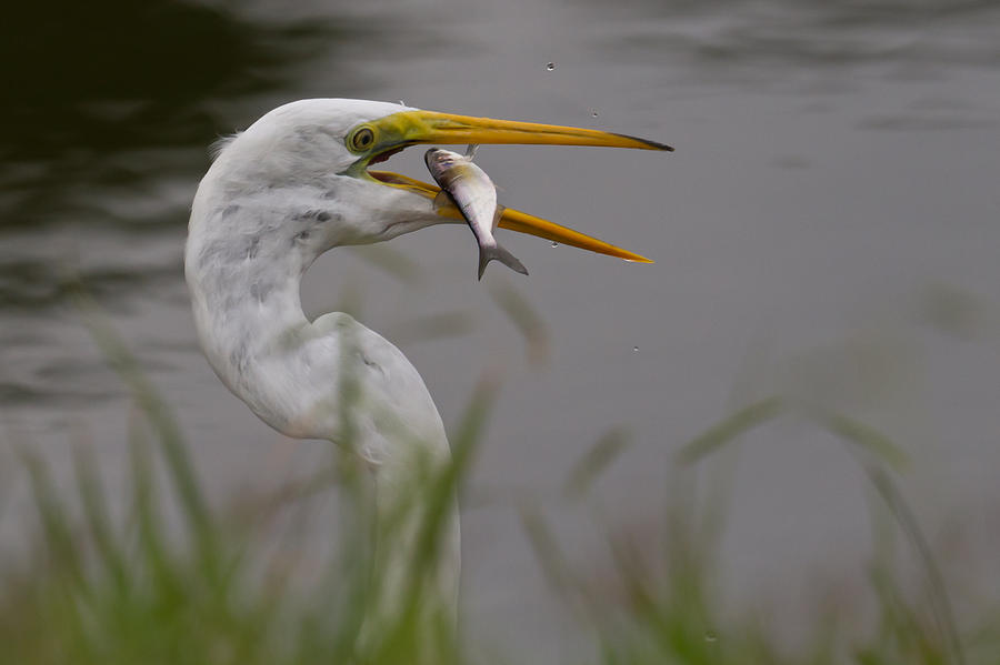 Egret Having Lunch Photograph by Jerry Gammon