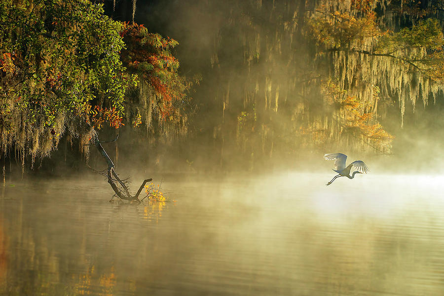 Egret Photograph by Hua Zhu