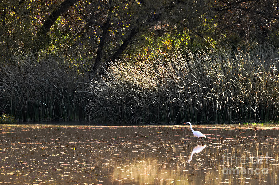 Egret Hunting In Pond 2 Photograph by Al Andersen
