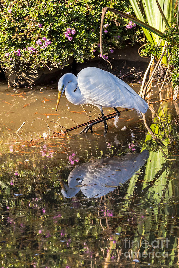 Egret Hunting Photograph by Kate Brown