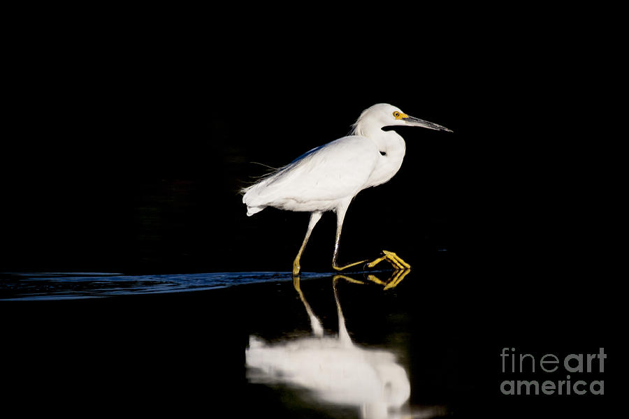 Egret Photograph - Egret in Base and Soprano by Ruth Jolly