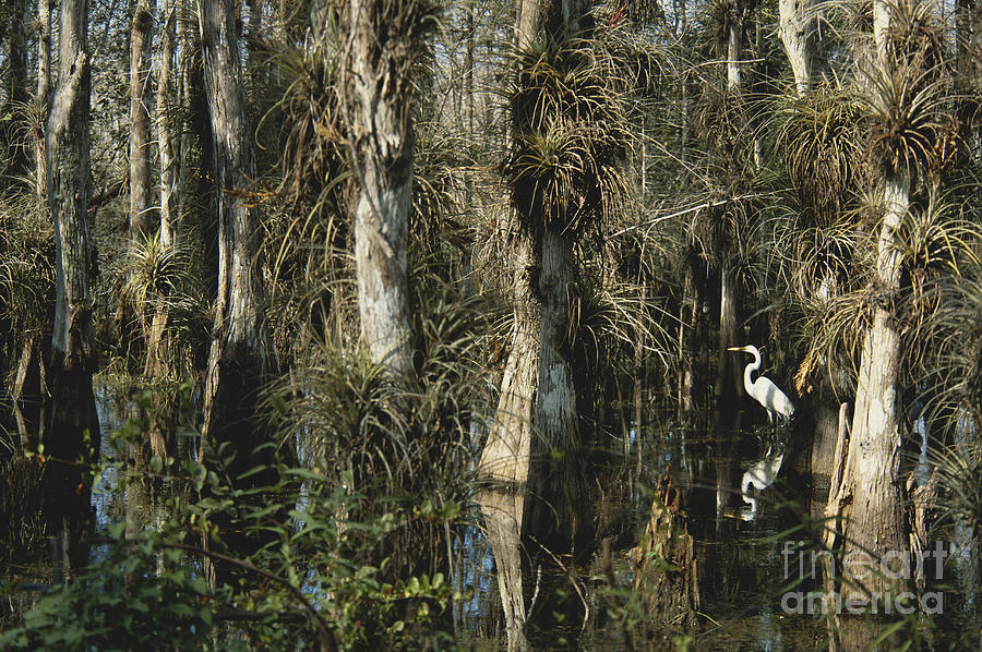 Egret In Big Cypress Photograph by Mark Newman