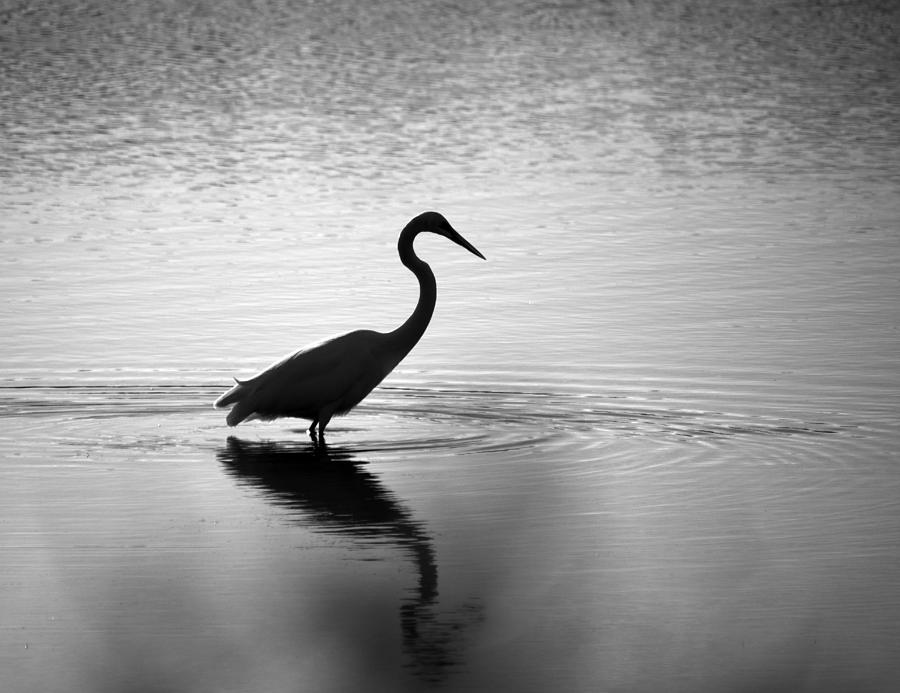 Egret in BW Photograph by Paul Ross