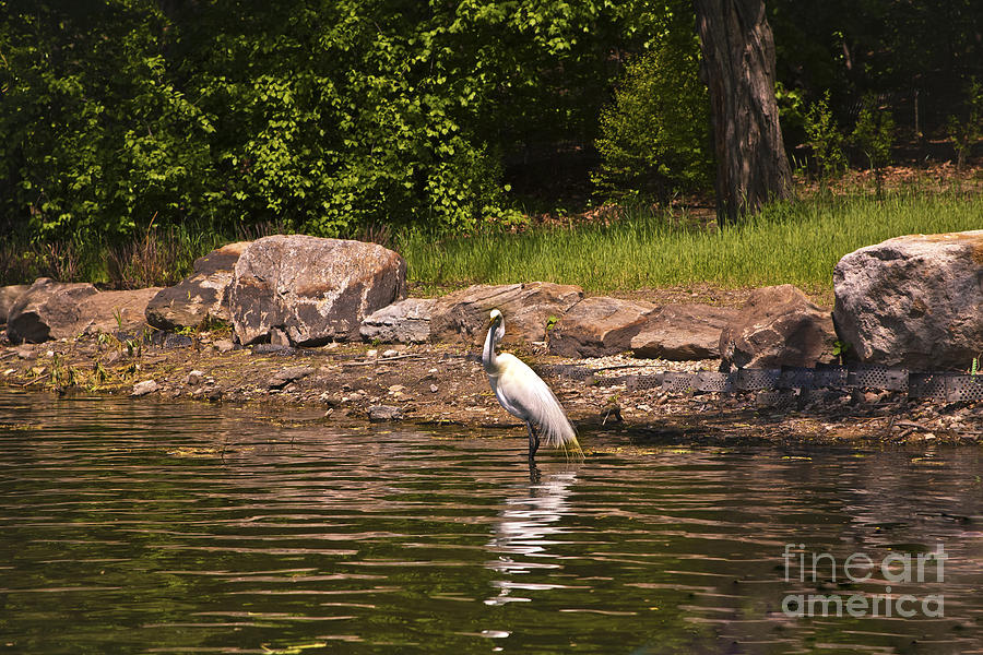Egret in Central Park Photograph by Madeline Ellis