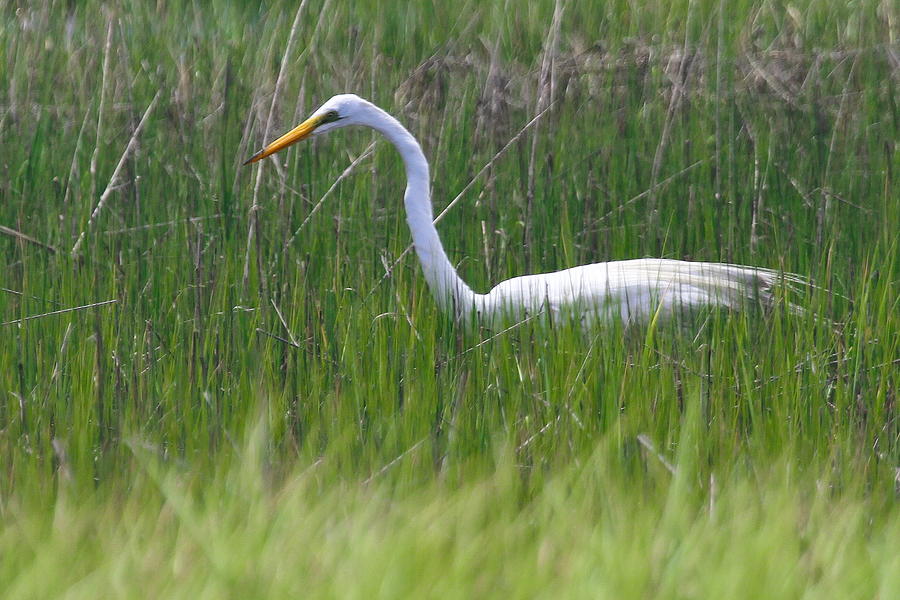 Egret Photograph - Egret in Core Sound by Cathy Lindsey