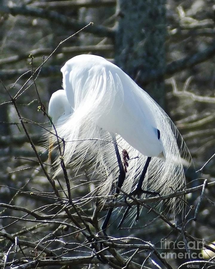 Egret in Display and Bowing Photograph by Lizi Beard-Ward