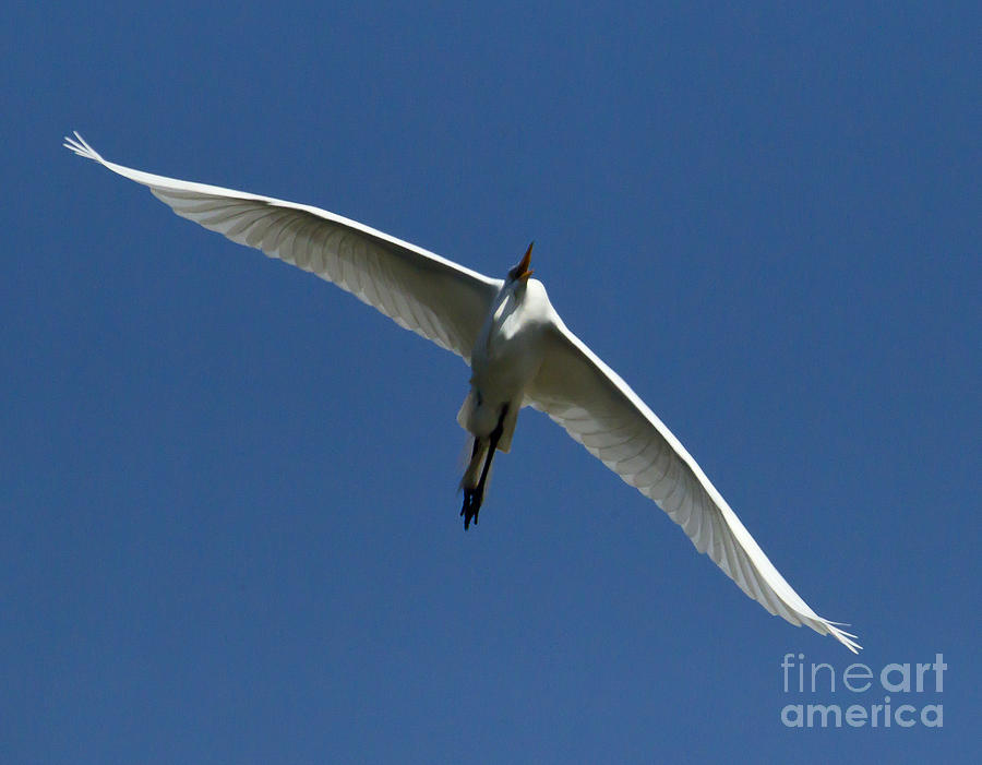 Egret In Flight   #6749 Photograph by J L Woody Wooden