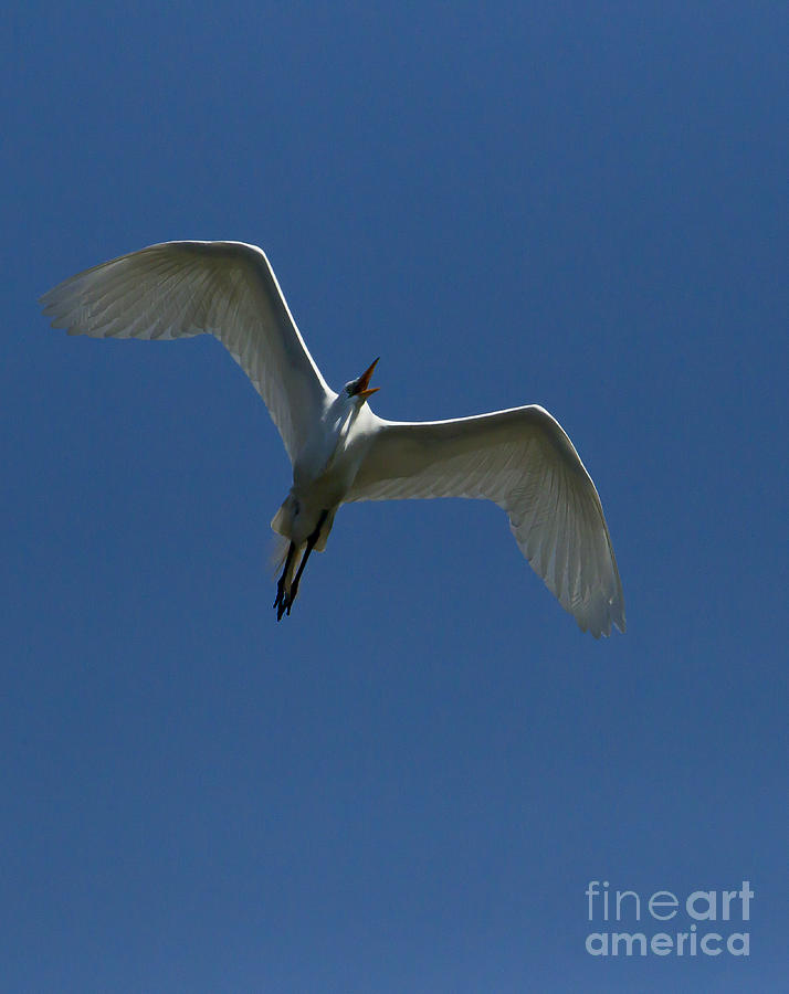 Egret In Flight   #6750 Photograph by J L Woody Wooden