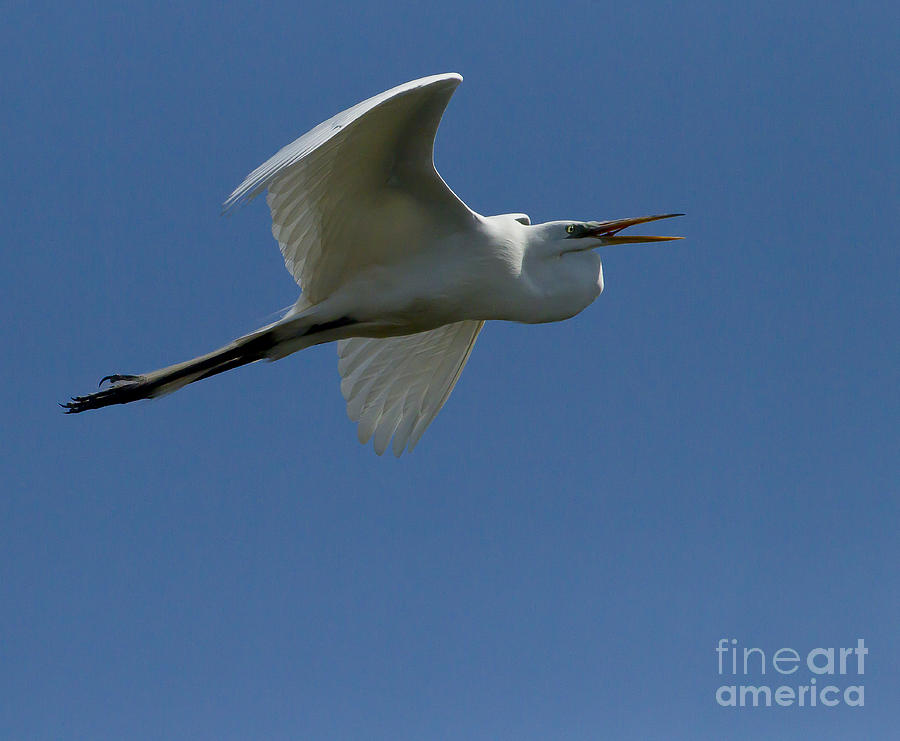 Egret In Flight   #6768 Photograph