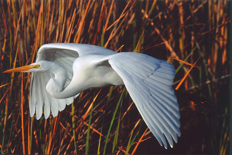 Egret in Flight by Richard P. Hoppe Photograph by California Coastal Commission