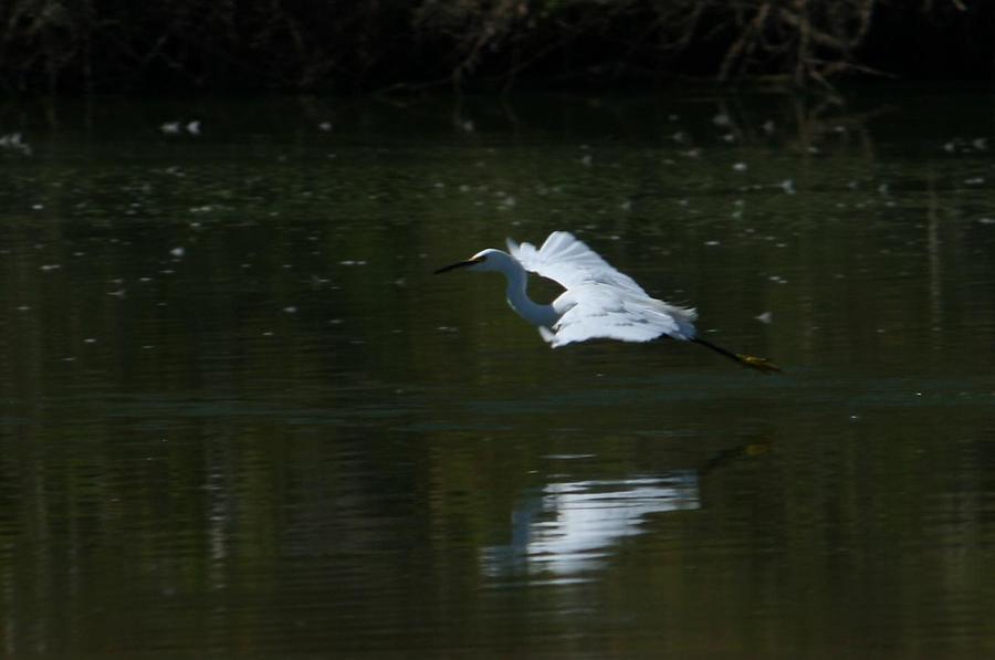 Egret in Flight Photograph by Grant Washburn