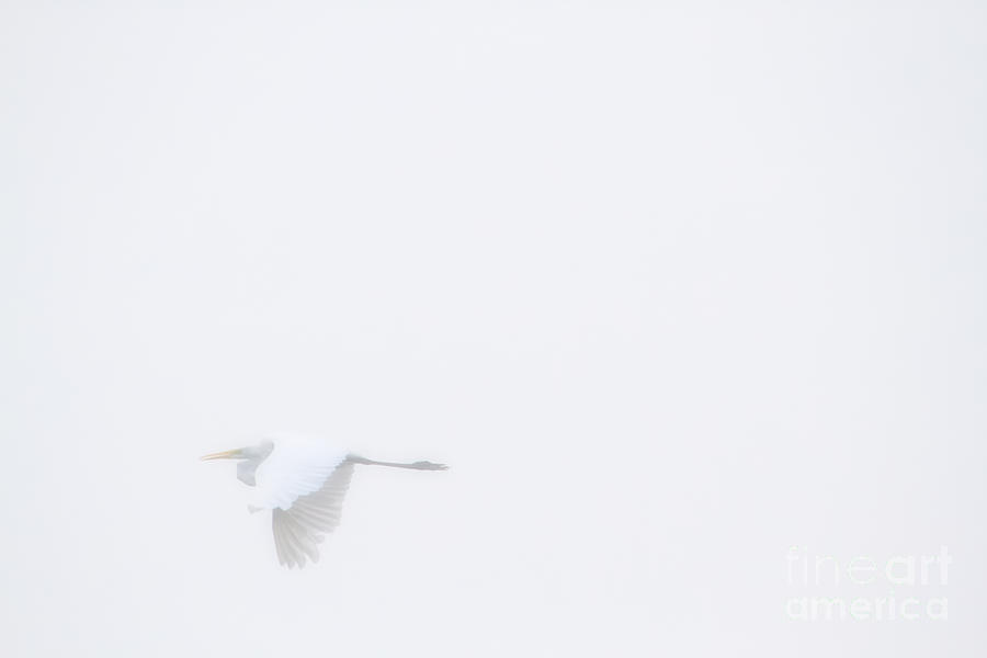 Egret in flight in the fog Photograph by Heidi Farmer