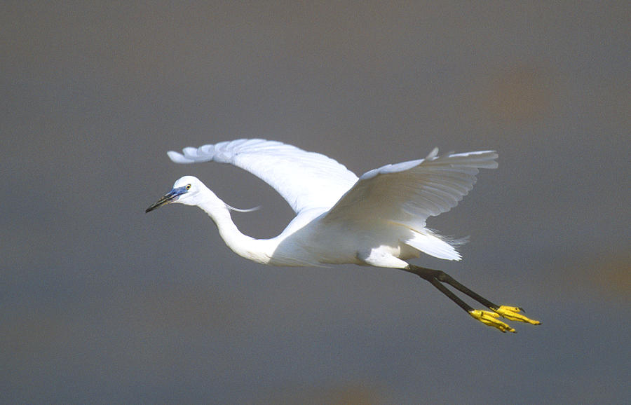 Egret In Flight Kenya Africa Photograph by Panoramic Images