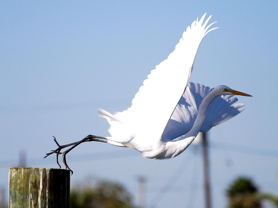 Egret in Flight Photograph by Linda Cox