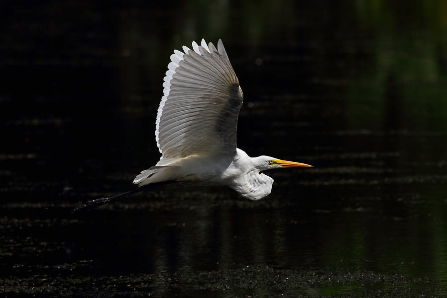 Egret In Flight Photograph by Mike Farslow