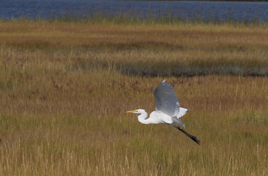 Egret in Flight Over Swamp Grass Photograph by Paul Ross