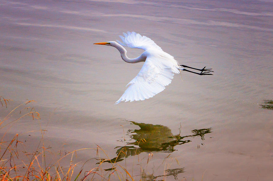 Egret in flight Photograph by Patricia Dennis