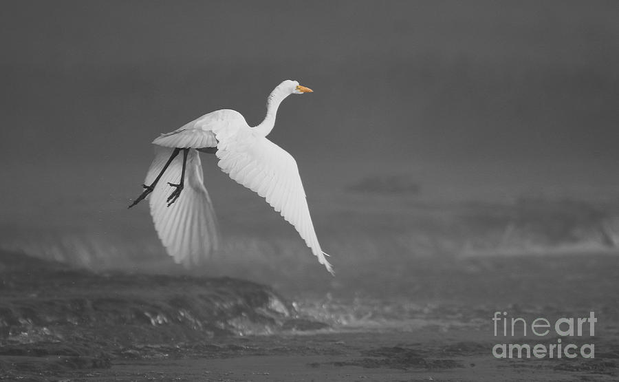 Egret in Fog 1206 Photograph by Jack Schultz